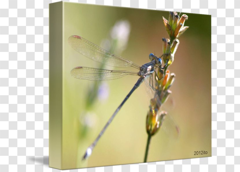 Dragonfly Damselflies Insect Macro Photography - Pest Transparent PNG