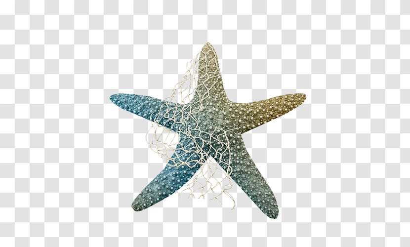 Starfish Clip Art - Seashell - Colorful Transparent PNG