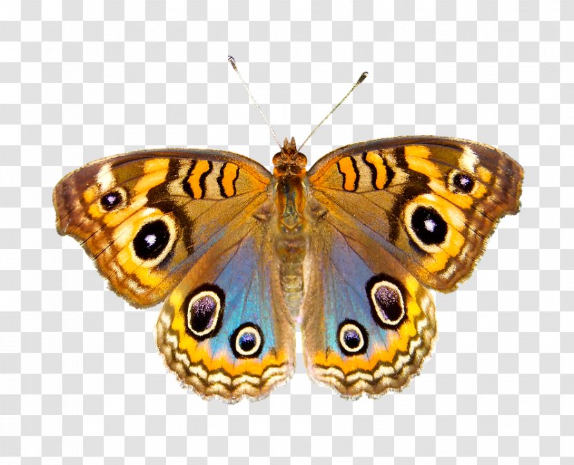 Monarch Butterfly Polyphemus Moth Regal - Kate Upton Transparent PNG