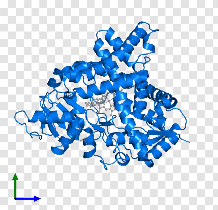 Human Behavior Line Organism Point - Homo Sapiens Transparent PNG