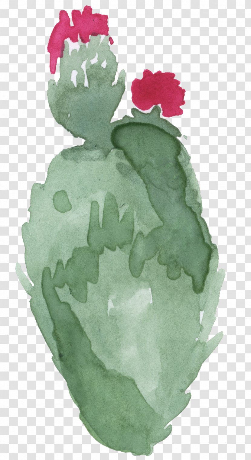 Illustration - Leaf - Cactus Transparent PNG