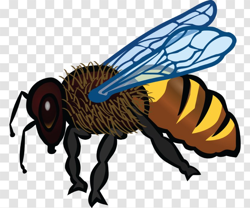 Honey Bee Clip Art Insect Openclipart Transparent PNG