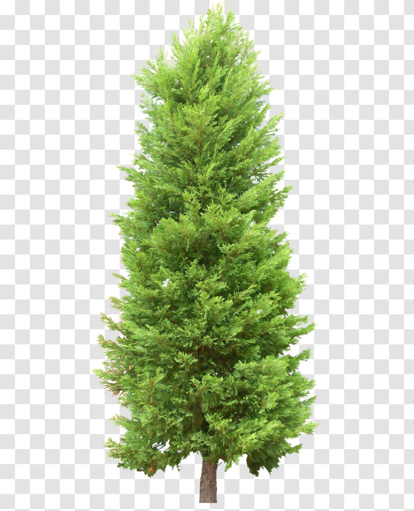Fir Christmas Tree Pine - Spruce - Garden Landscape Transparent PNG