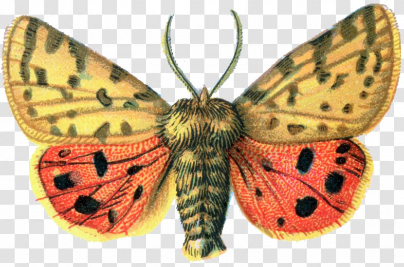 Butterfly Rhyparia Purpurata Clip Art - Moths And Butterflies - Moth Transparent PNG