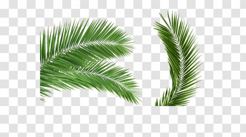 Arecaceae Palm Branch Leaf Coconut Clip Art - Free Stock Photos Buckle Transparent PNG
