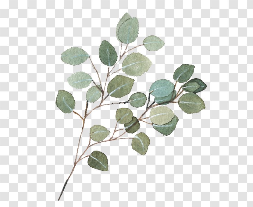 Clip Art Gum Trees Image Free Content - Plant - Eucalyptus Seeded Small Plants Transparent PNG