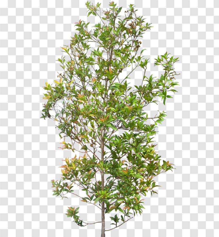 Syzygium Paniculatum Plant Shrub Tree - Leaf - Shrubs Transparent PNG