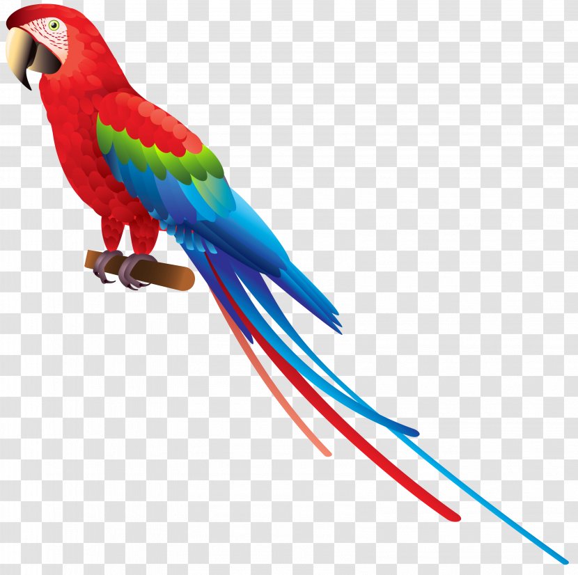 Bird True Parrot Amazon Clip Art - Image Transparent PNG