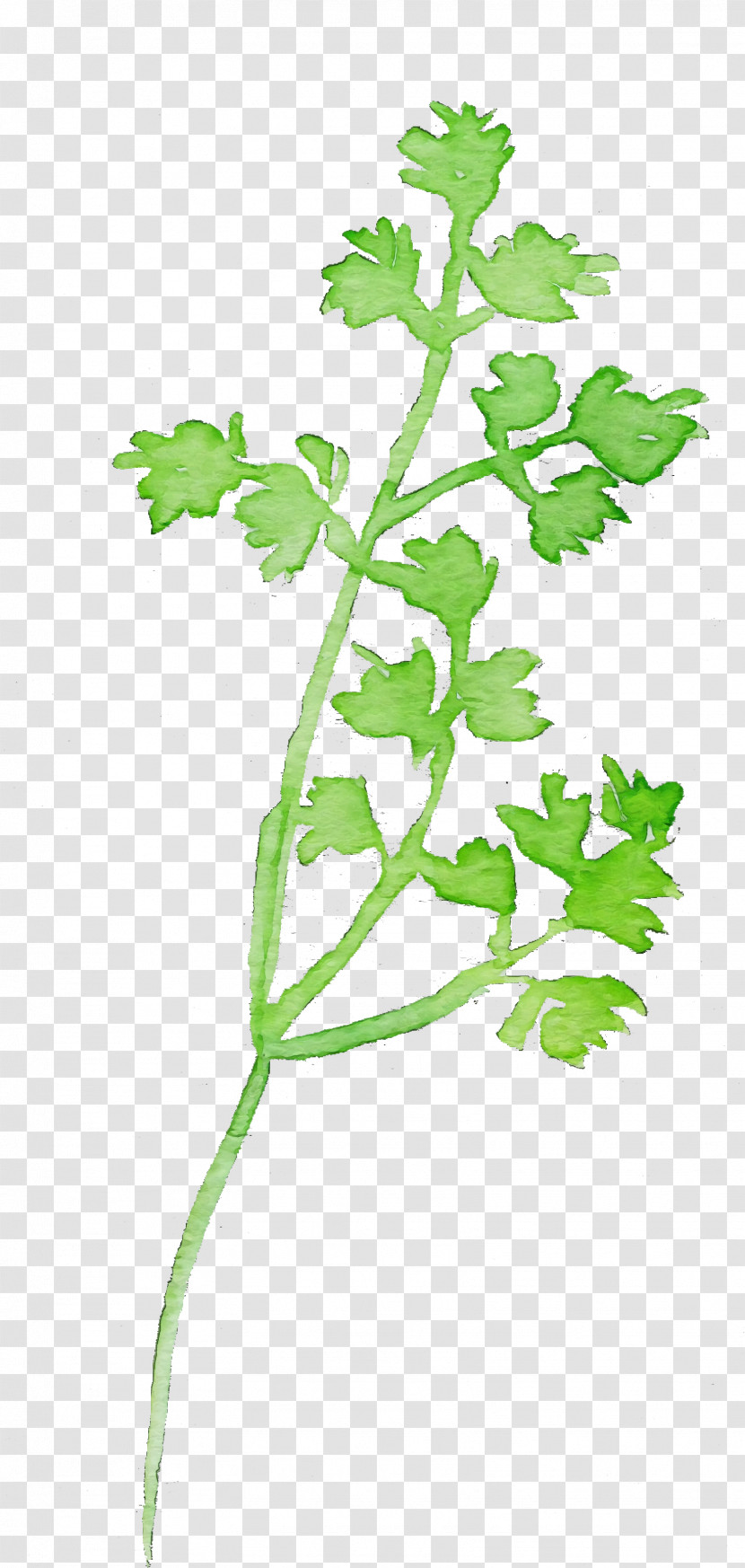 Parsley Transparent PNG