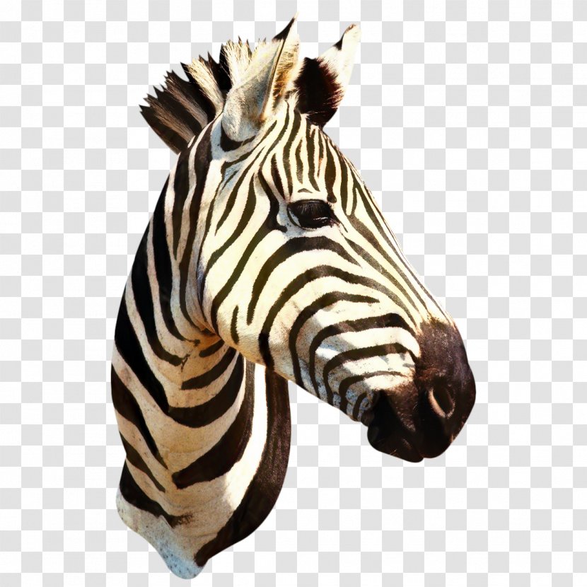Zebra Cartoon - Snout - Animal Figure Transparent PNG
