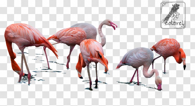 Water Bird Beak Muscle Organism - Flamingos Transparent PNG