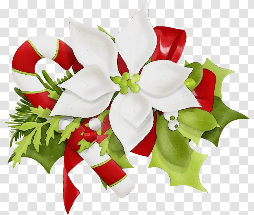 Holly - Flower - Poinsettia Bouquet Transparent PNG