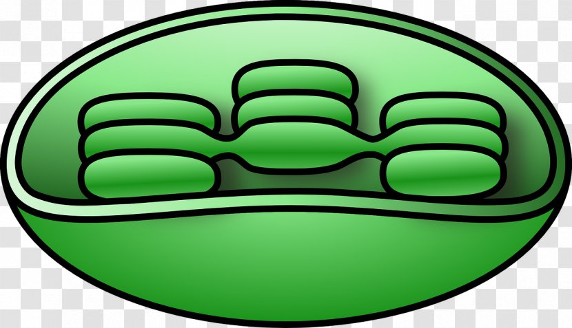 Chloroplast Plant Cell Clip Art - Wall Transparent PNG