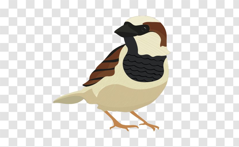 Draw Birds Drawing House Sparrow Cartoon - Beak Transparent PNG