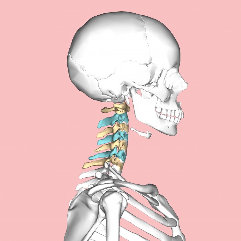 Cervical Vertebrae Vertebral Column Axis Atlas Neck - Tree - Silhouette Transparent PNG