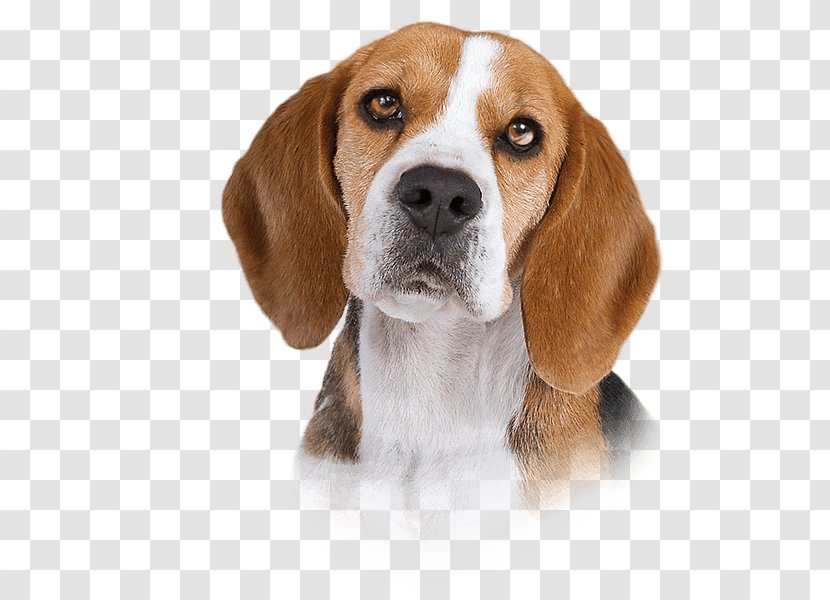 Beagle-Harrier English Foxhound Finnish Hound American - Snout - Dogs Transparent PNG