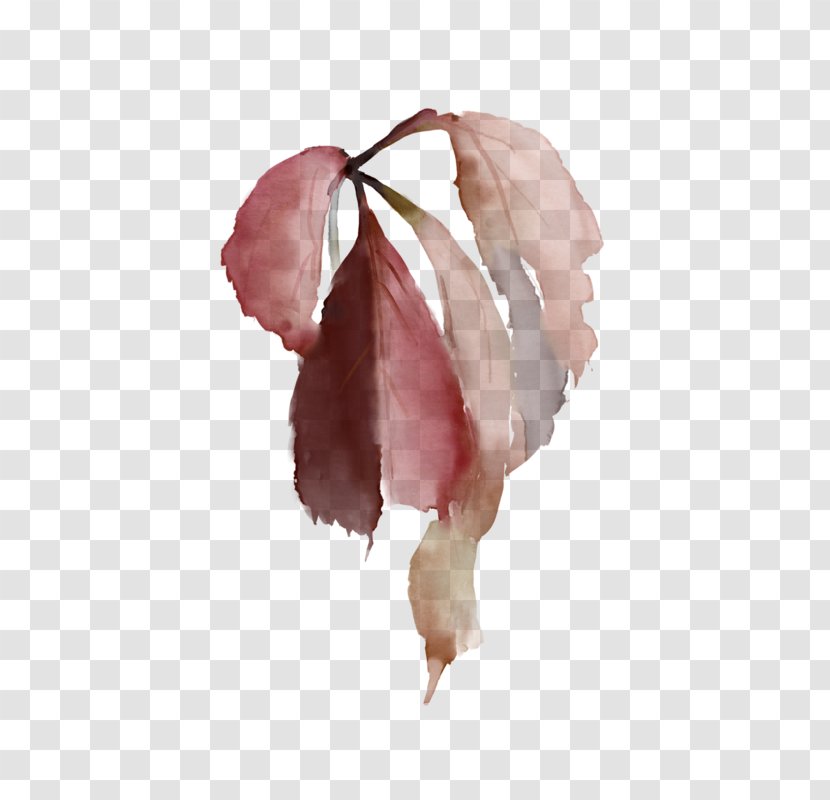 Petal Rose Family Pink M Leaf - Plant Transparent PNG