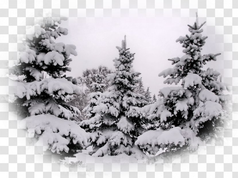 Spruce Pine Fir Christmas Tree - Black And White Transparent PNG