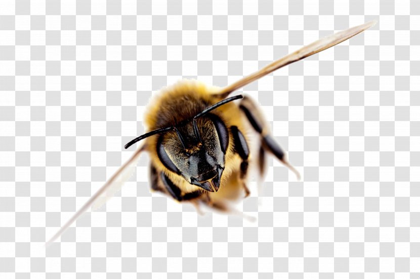 Western Honey Bee Insect Nectar Beekeeping - Arthropod Transparent PNG