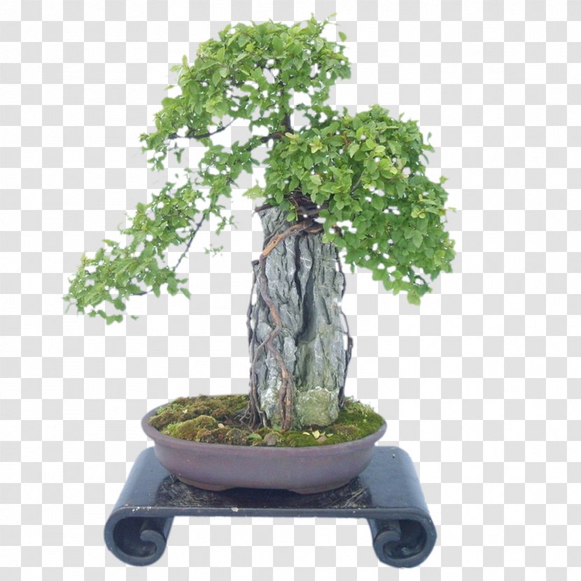 U76c6u666fu9020u578bu827au672f Bonsai Tree Horticulture Garden - Evergreen Transparent PNG