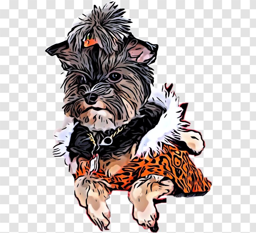 Dog Drawing - Norwich Terrier - Affenpinscher Transparent PNG