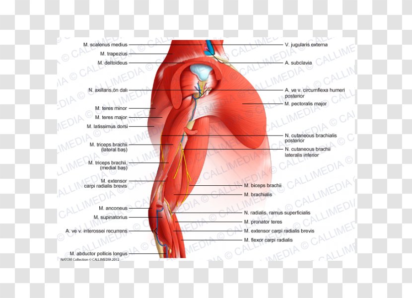 Shoulder Ischiocavernosus Muscle Arm Anatomy - Frame Transparent PNG