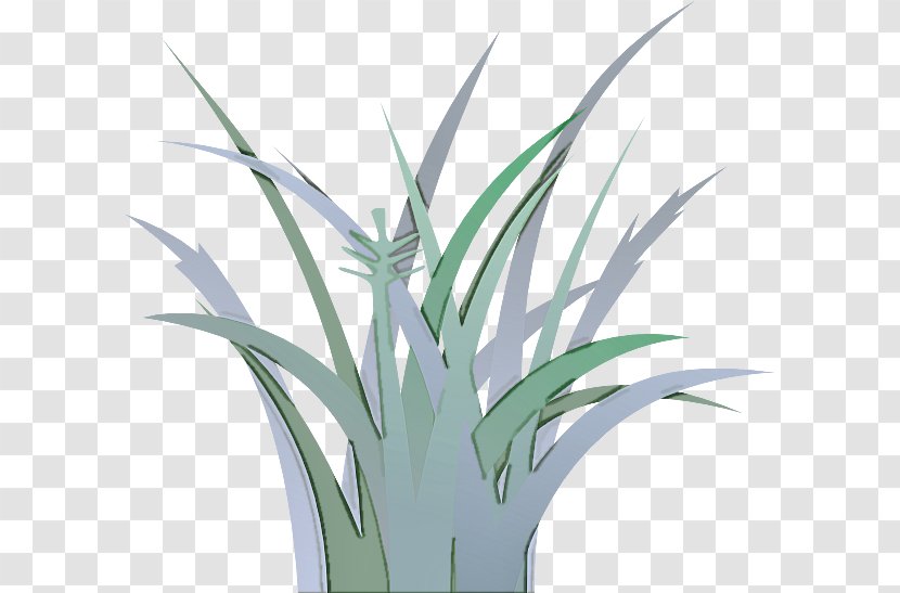 Plant Grass Houseplant Leaf Flower - Flowering Terrestrial Transparent PNG