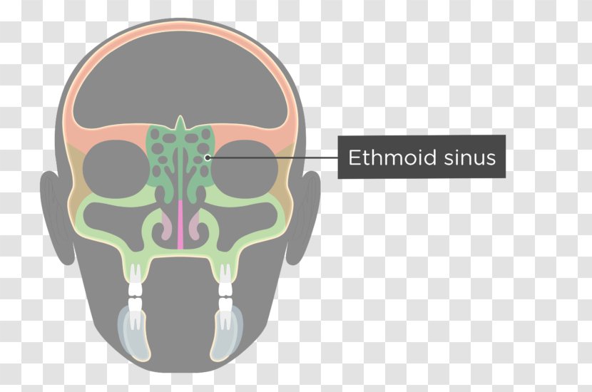 Ethmoid Sinus Bone Paranasal Sinuses Maxilla - Silhouette - Skull Transparent PNG