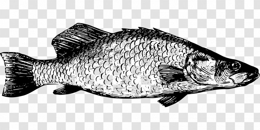 Drawing Line Art - Bony Fish - Painting Transparent PNG