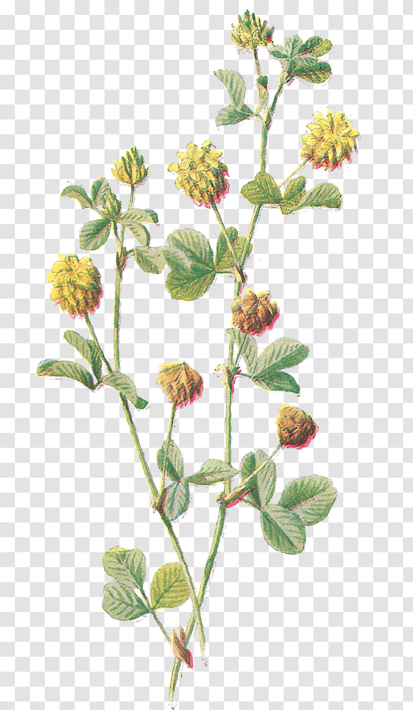 Flower Dutch Clover Plant Hybrid Clover Zinnia Transparent PNG