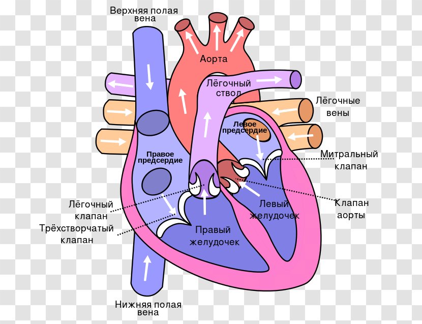 Anatomy Of The Heart Diagram Lung Circulatory System - Flower Transparent PNG