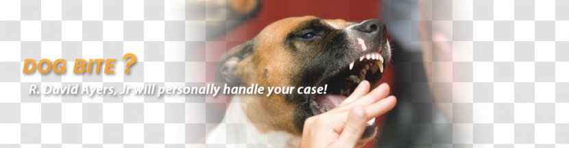 R. David Ayers, Jr Dog Breed Personal Injury Lawyer - Bite - Ayer Transparent PNG