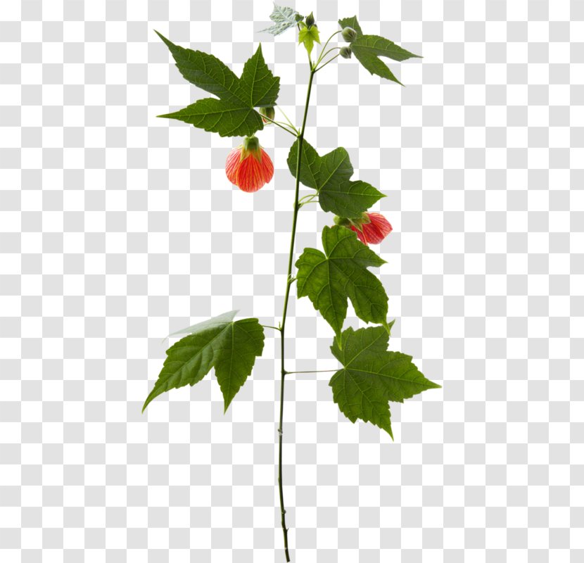 Twig Plant Stem Leaf Strawberry - Branch Transparent PNG