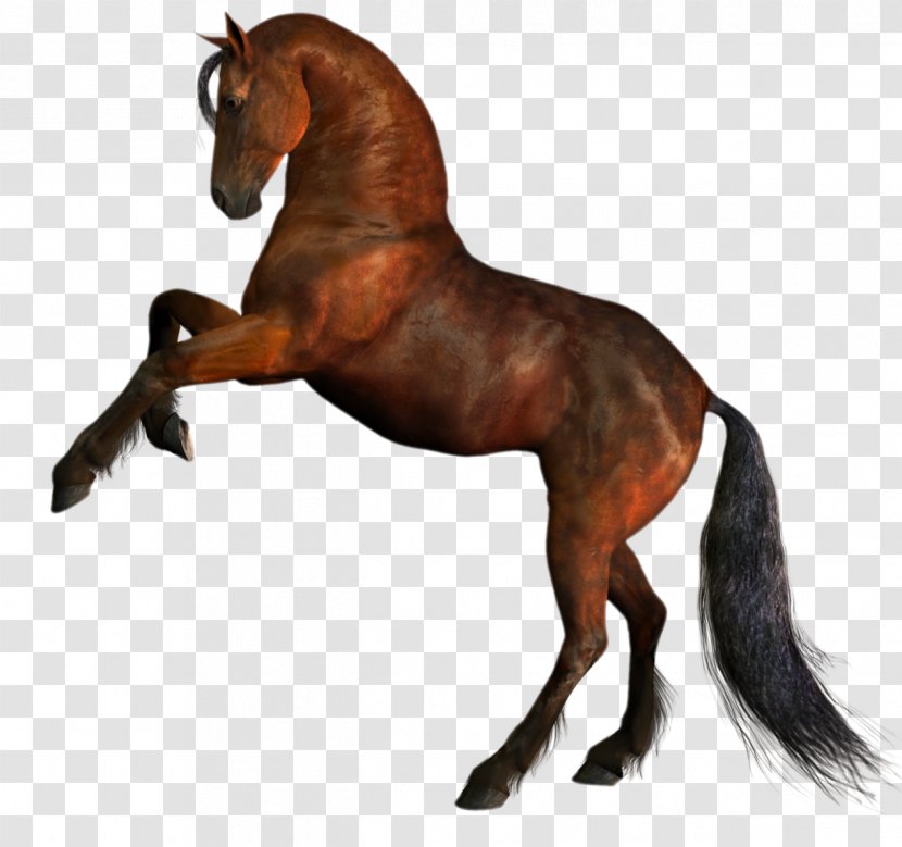 Horse Stallion Clip Art - Pony Transparent PNG
