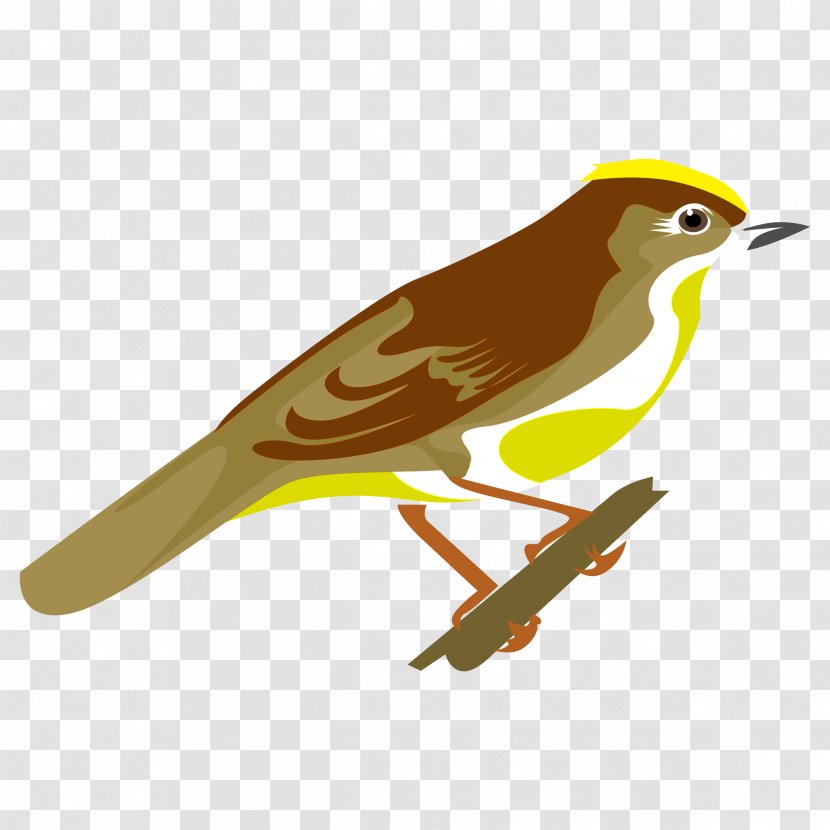 Old World Orioles Finches Common Nightingale Beak - Feather Transparent PNG