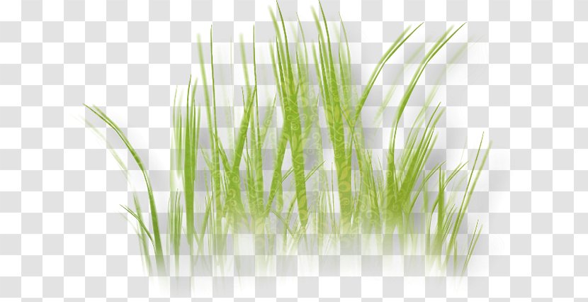 Grass Herbaceous Plant Drawing Lawn Image - Family Transparent PNG