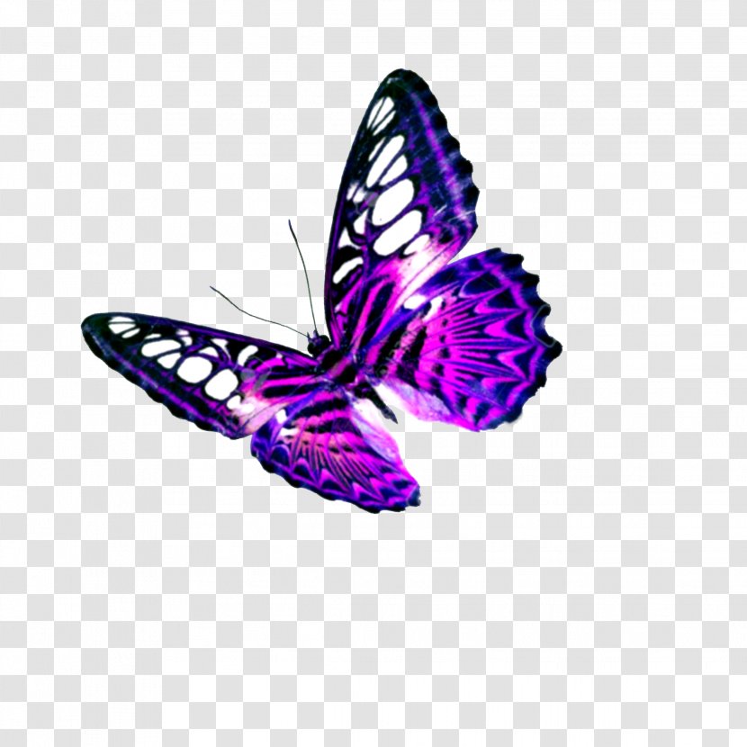 Butterfly Image Vector Graphics Clip Art Photograph - Pollinator Transparent PNG