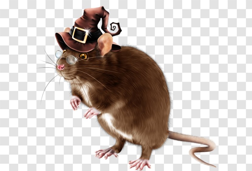 Computer Mouse Rat Gerbil Rodent - Whiskers Transparent PNG