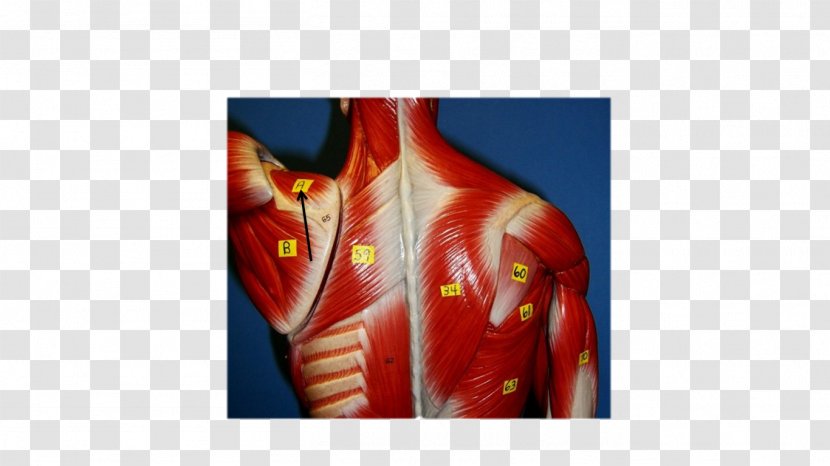 Rhomboid Muscles Major Muscle Serratus Anterior Minor - Tree - Watercolor Transparent PNG