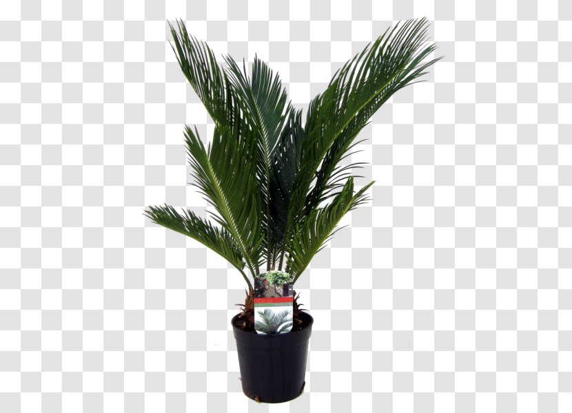 Arecaceae Sago Palm Houseplant Trachycarpus Fortunei - Plant Transparent PNG