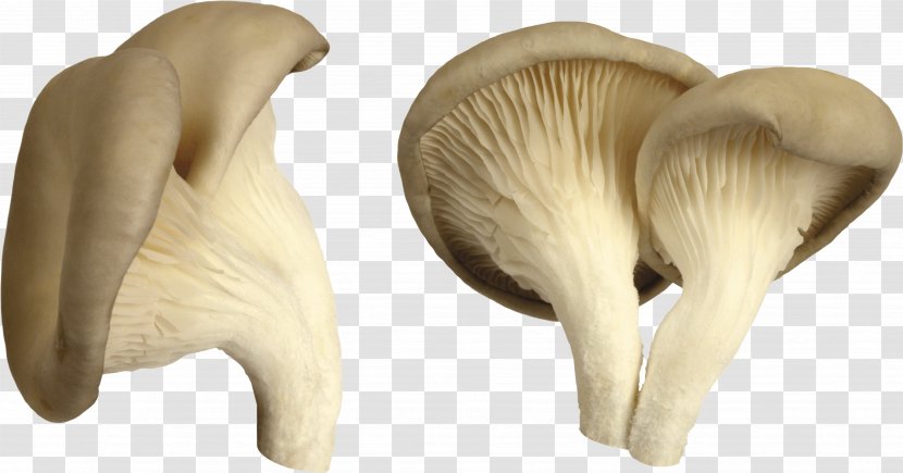 Edible Mushroom Hunting Common - Oyster - Image Transparent PNG