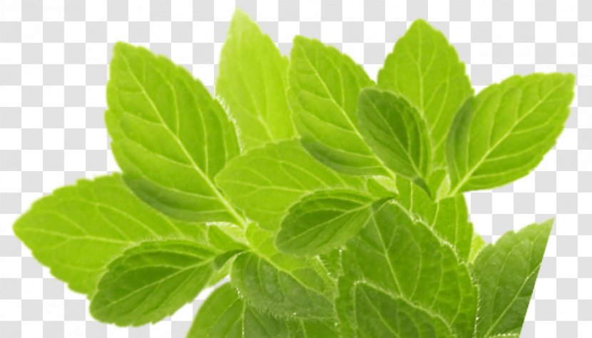 Peppermint Herbs For Hepatitis C And The Liver Herbal Tea - Aufguss - Chicory Transparent PNG