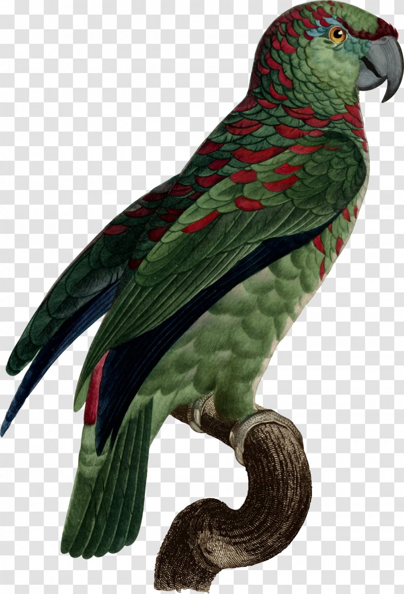 Parrot Macaw Parakeet Loriini Feather Transparent PNG