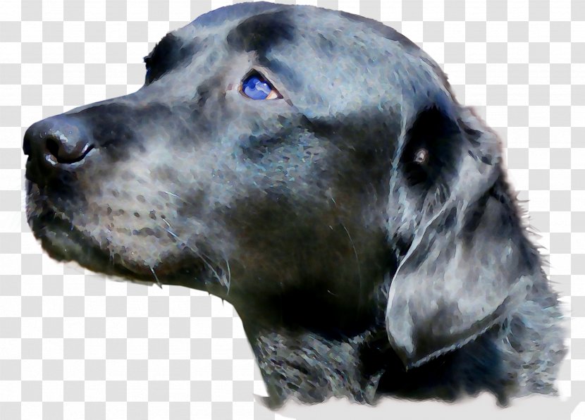 Dog Breed Great Dane Plott Hound - Carnivore Transparent PNG