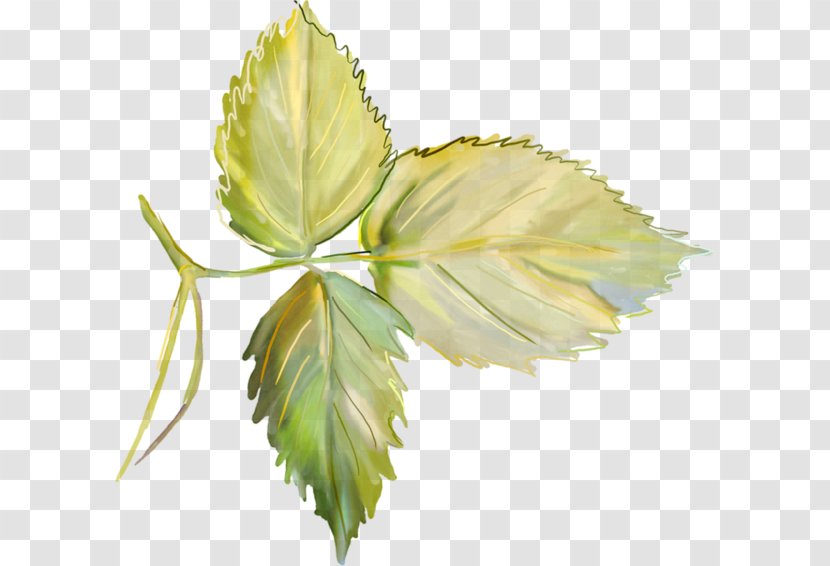 Petal LiveInternet Photography Clip Art - Author - Feuilles Transparent PNG