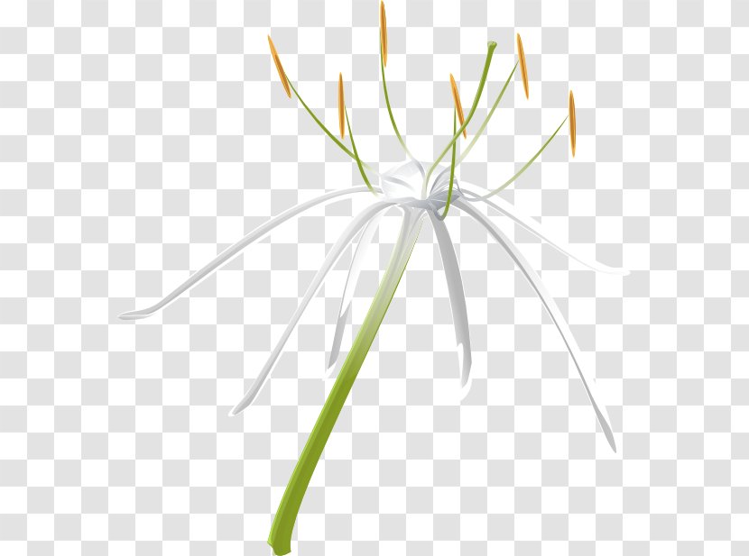 Spider Lilies Grasses Leaf Plant Stem Line - Hymenocallis Transparent PNG