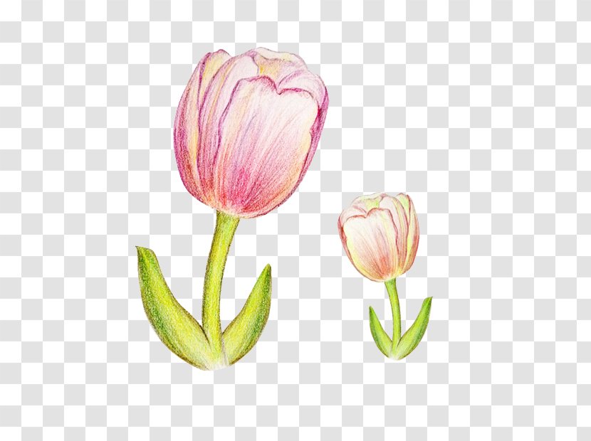 Tulip Watercolor Painting Colored Pencil Transparent PNG