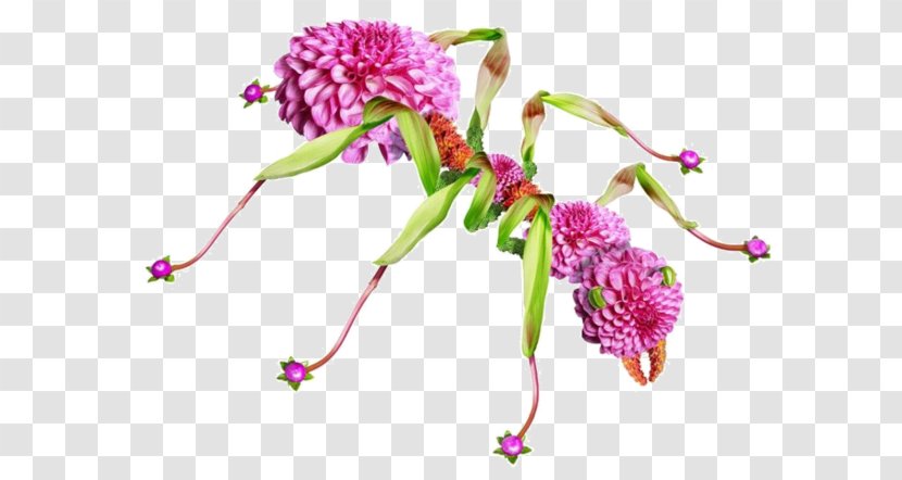 Floral Design Ant Flower Photography - Flora - Hand-woven Flowers Ants Transparent PNG