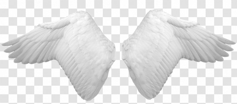 Clip Art - Feather - Four Wings Photography Llc Transparent PNG