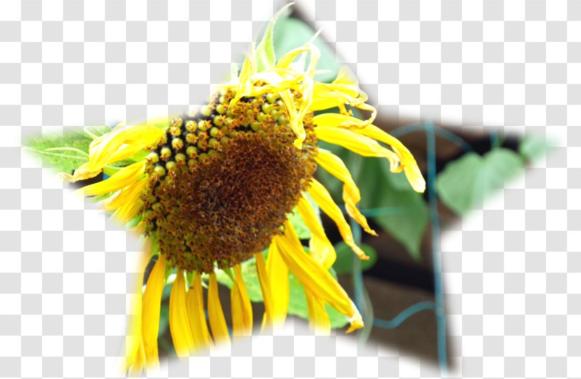 Bee Pollen Common Sunflower Transparent PNG